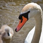 Swan and cygnet on the river Avon